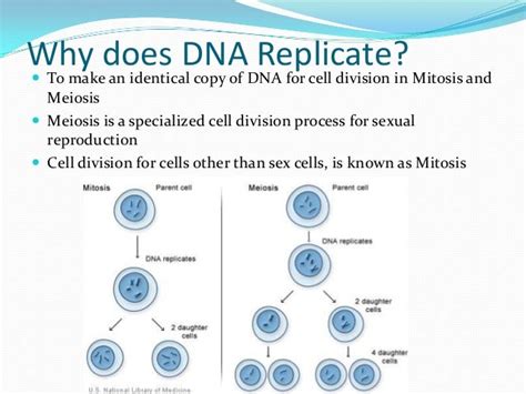 Dna Replication Review For Matching Worksheet Final