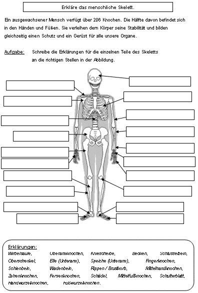 das skelett und die organe des menschen menschliches