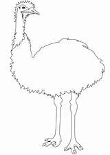 Emu Coloring Pages Drawing Printable Birds Categories Supercoloring Public sketch template