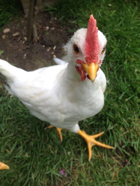 white leghorn chicken rooster top   chicken breeds  homestead