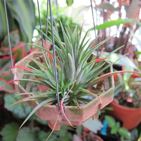 ohippos backyard tillandsias