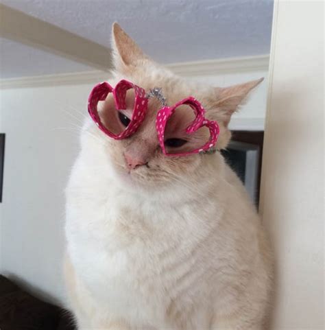 Ten Pictures Of Cats Wearing Heart Shaped Glasses