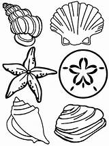 Shells Sea Shell Starfish Pages Coloring sketch template
