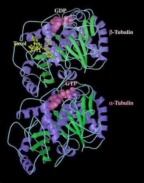 tubulin protein