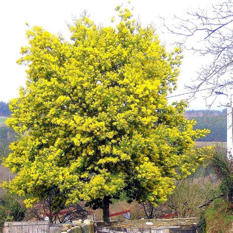 acacia dealbata mimosa tree ornamental garden tree  ft