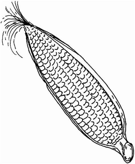 corn    coloring page unique corn  drawing  getdrawings