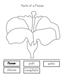 flower parts worksheets coloring pages