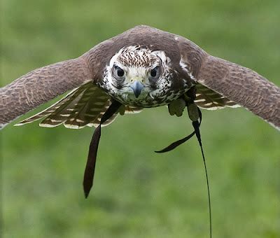 falcon info    wildlife