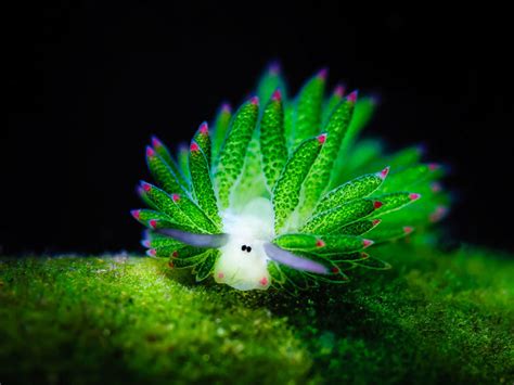 sheep sea slug photosynthesizes algae inside itself geekologie
