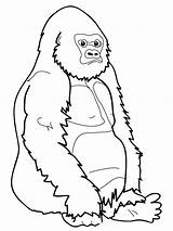Gorilla Drawing Line Coloring Pages Getdrawings Realistic sketch template