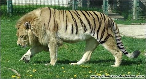 How Did Lions And Tigers Mix To Form Ligers Quora