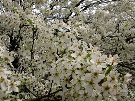 white flowering trees paperwingrvicewebfccom