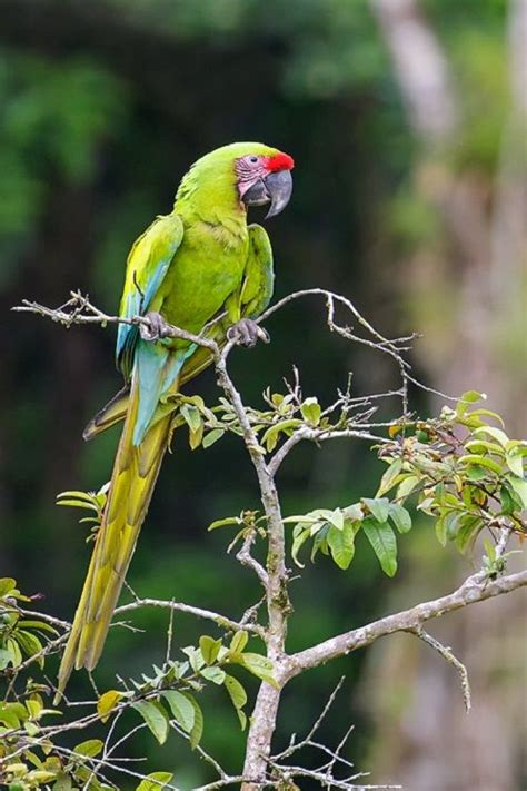 great green macaw macaw pet birds tropical birds