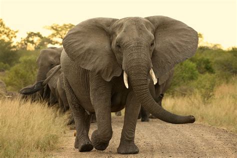 64 extraordinary elephant facts