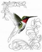 Hummingbird Coloring Pages Ruby Throated Realistic Getdrawings Getcolorings Color sketch template
