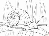 Coloring Snail Pages Garden Printable Drawing Puzzle sketch template