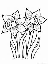 Daffodil Coloring Flower Daffodils Pages Drawing Line Drawings Print Spring Color Creative Květiny Clipart Jarní Cz Narcis Vytisknutí Flowers Clip sketch template