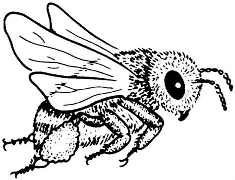 bee coloring pages images  pinterest