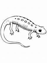 Newt Colorare Spotted Salamander Disegni Supercoloring Tritone Amphibian Disegnare sketch template