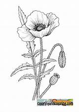 Poppy Drawing Coloring Flower Pages Visit sketch template