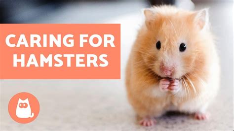 How To Look After A Hamster Basic Care Needs –