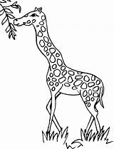 Giraffe Coloring Pages Line Drawing Clipart Giraffes Printable Leaves Cliparts Animals Clip Print sketch template