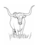 Longhorn Coloring Cattle Texas Pages sketch template