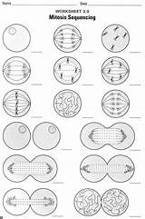 Mitosis Worksheet Biology Pogil sketch template