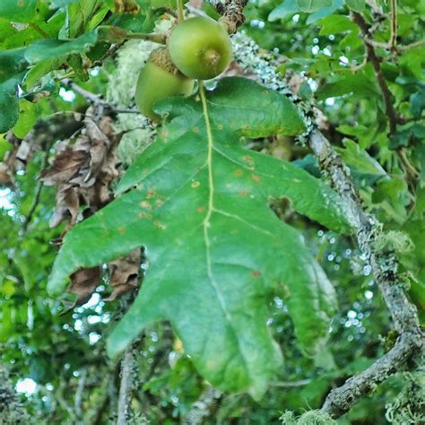 quercus garryana oregon white oak garry oak