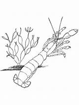 Shrimp Crustacean Gambero Lobster Onlinecoloringpages Printmania sketch template