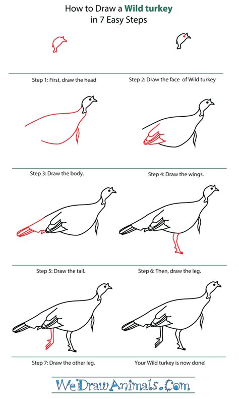 How To Draw A Wild Turkey