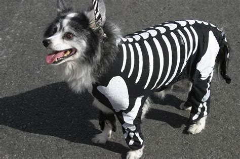 top  adorable pet costumes  years halloween