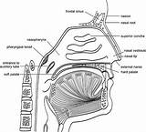 Nose Anatomy Figure Human External Medical Terminology Part Morphology Journal Elementsofmorphology Nih Gov Elements sketch template