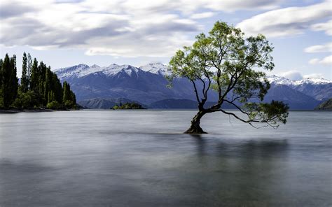 Lone Tree Of Lake Wanaka New Zealand [8200x5125] Nature Landscape