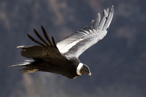 magnificent andean condor flickr photo sharing