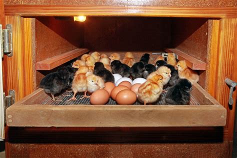 Build A Homemade Egg Incubator Mother Earth News