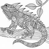 Coloring Pages Adult Animal Chameleons Christianbook Reptiles sketch template