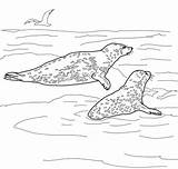 Leopard Coloring Seals Pages Seal Two Color Printable Drawing Dot Print Supercoloring sketch template