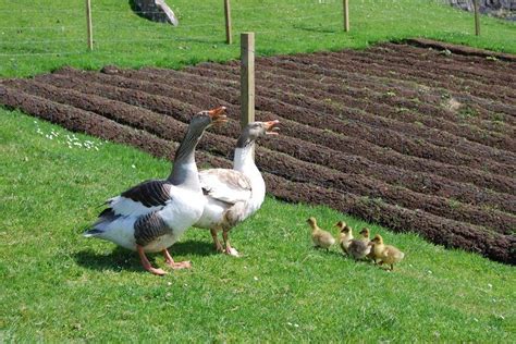 faroese goose breed information eggmeat production pictures breeds list denmark history