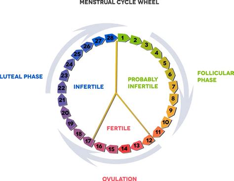 6 things to know about ovulation