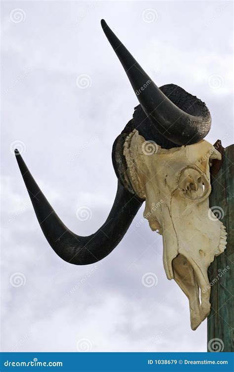 wildebeest skull  pole royalty  stock images image