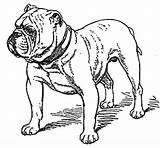 Bulldog Coloring Pages English Old Bulldogs Kids Animal Georgia Printable Color Drawing Print Puppy Getdrawings Getcolorings Fullsize Pag sketch template