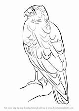 Harrier Draw Marsh Drawing Prey Bird Step sketch template