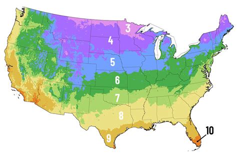 planting hardiness zone lookup perennial flower bulbs climate zone