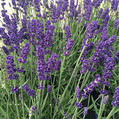buy lavender lavandula angustifolia hidcote delivery  crocus