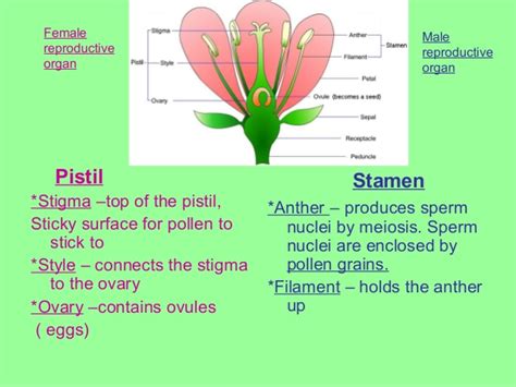 7 reproduction in flowering plants part 2