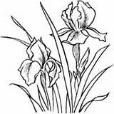Coloring Iris Irises Pages sketch template