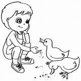 Feeding Coloring Duck Ducks Book Vector Child Royalty Stock Geese sketch template
