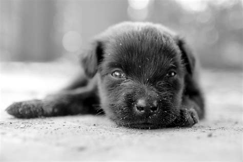 blackpuppyjpg  pasupathy photo  px black puppy dog breeds puppies