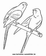 Wellensittich Ausmalbild Ausdrucken Ausmalen Malvorlagen Voegel Vögel sketch template